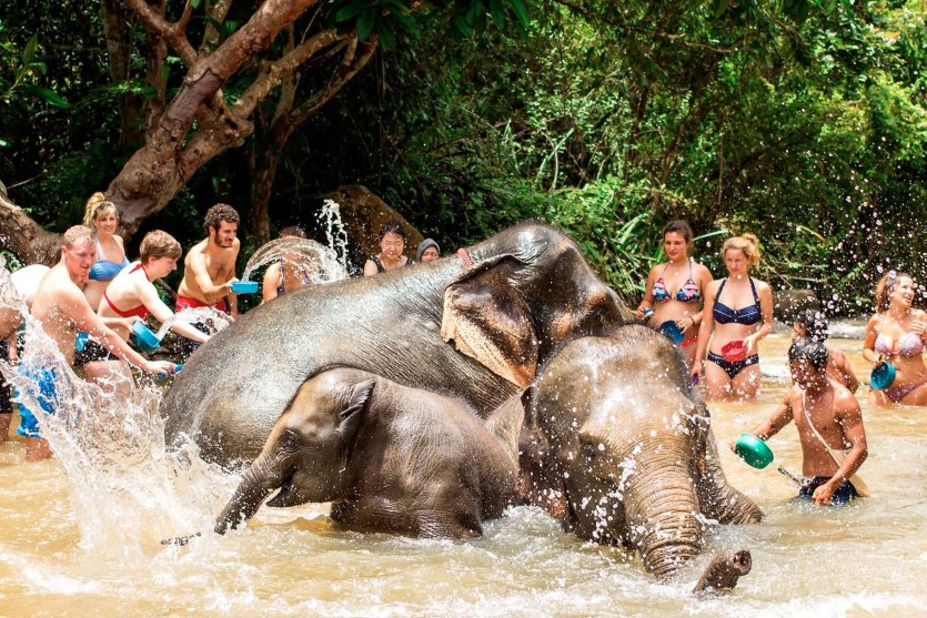 Elephant sanctuary park. Пхукет Элефант Санктуари. Пхукет слоны джунгли. Парк слонов Пхукет. Elephant Jungle Sanctuary.